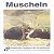 Detailansicht zu Muscheln