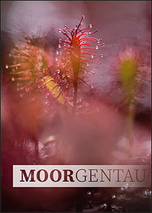 Schönheit und Besonderheit der Moore - MOORGENTAU