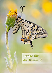 Projekt Insekten und Blühflächen - Postkarte ergänzend zum Blühkompass - Schwalbenschwanz